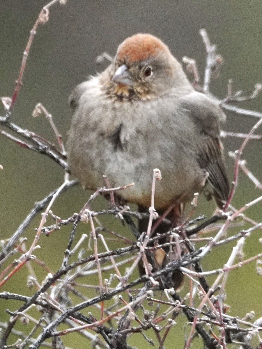 Kanyon Tovisi - ML645763487