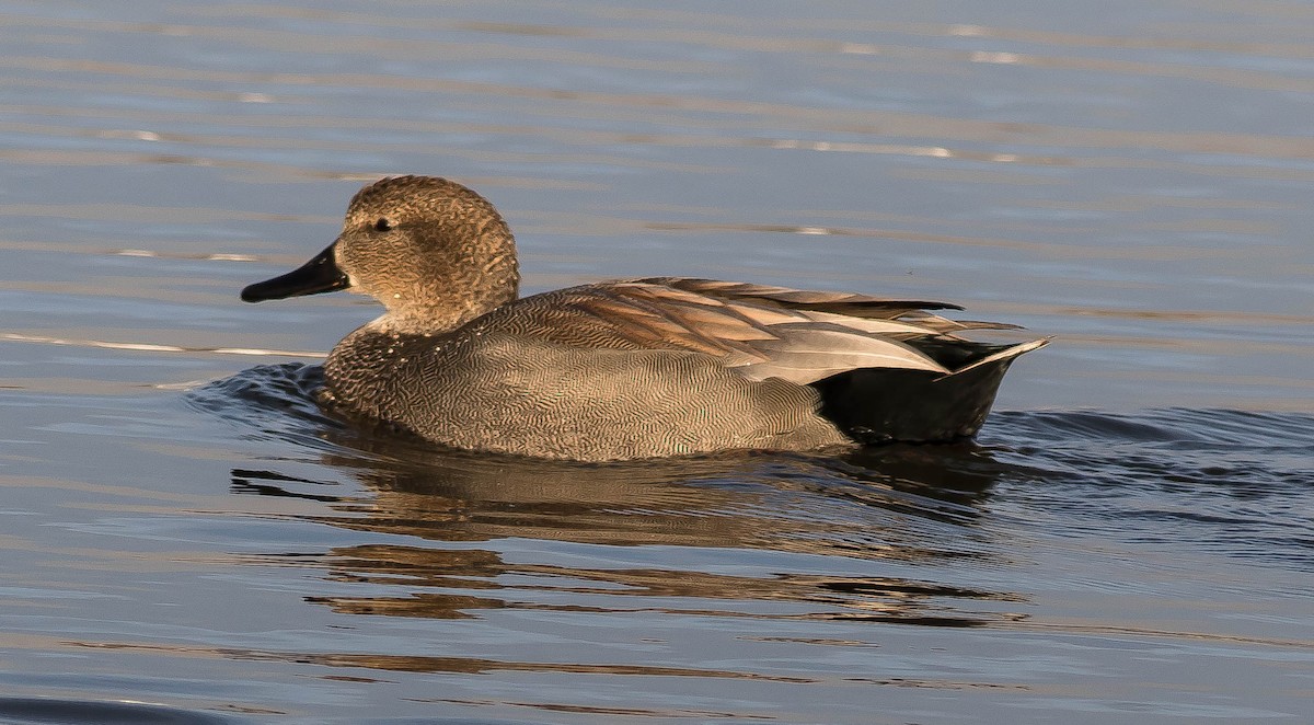 Boz Ördek - ML645763488