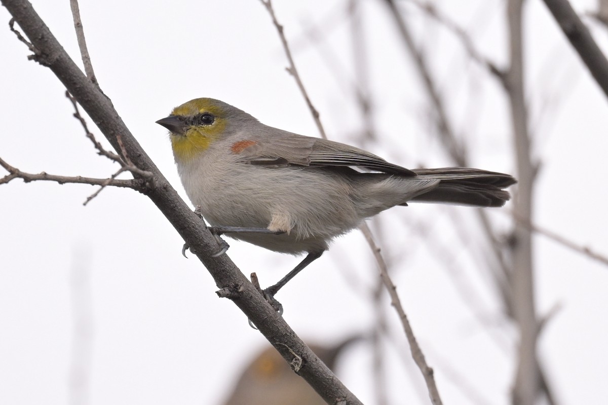 Altın Başlı Çulhakuşu - ML645763491