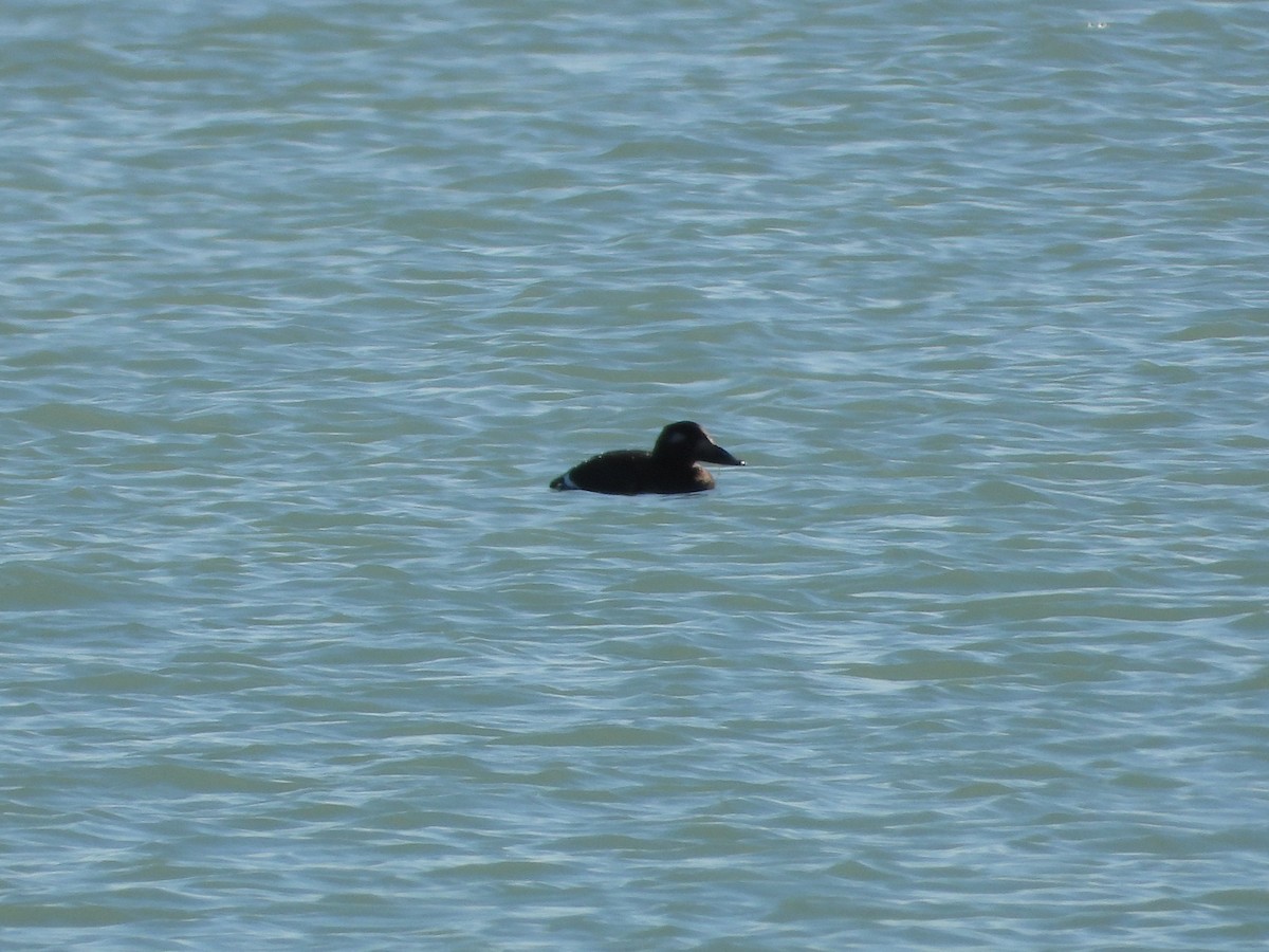 Ak Kanatlı Kadife Ördek - ML645763492