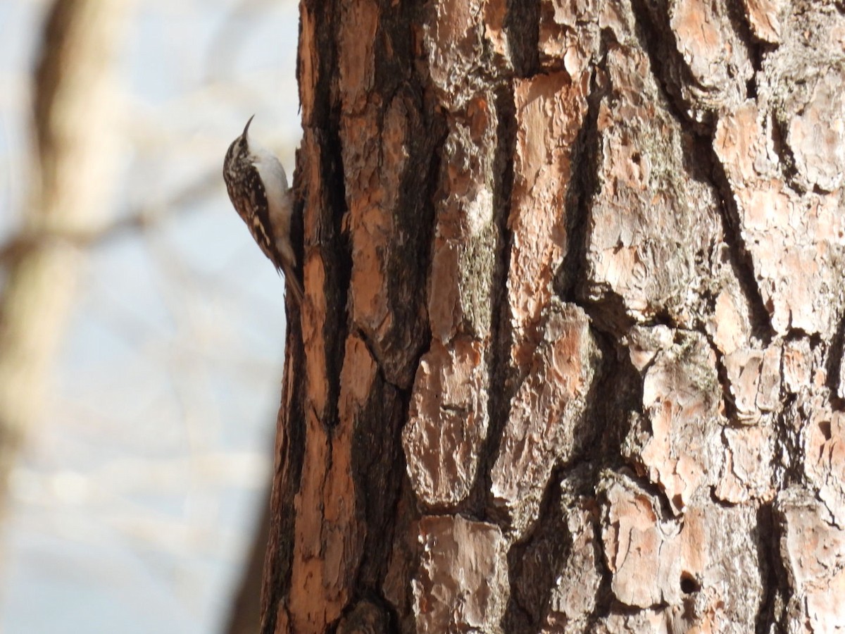 Amerika Tırmaşıkkuşu - ML645763495