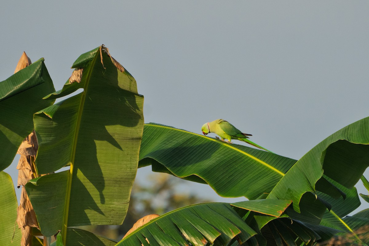 Yeşil Papağan - ML645763496