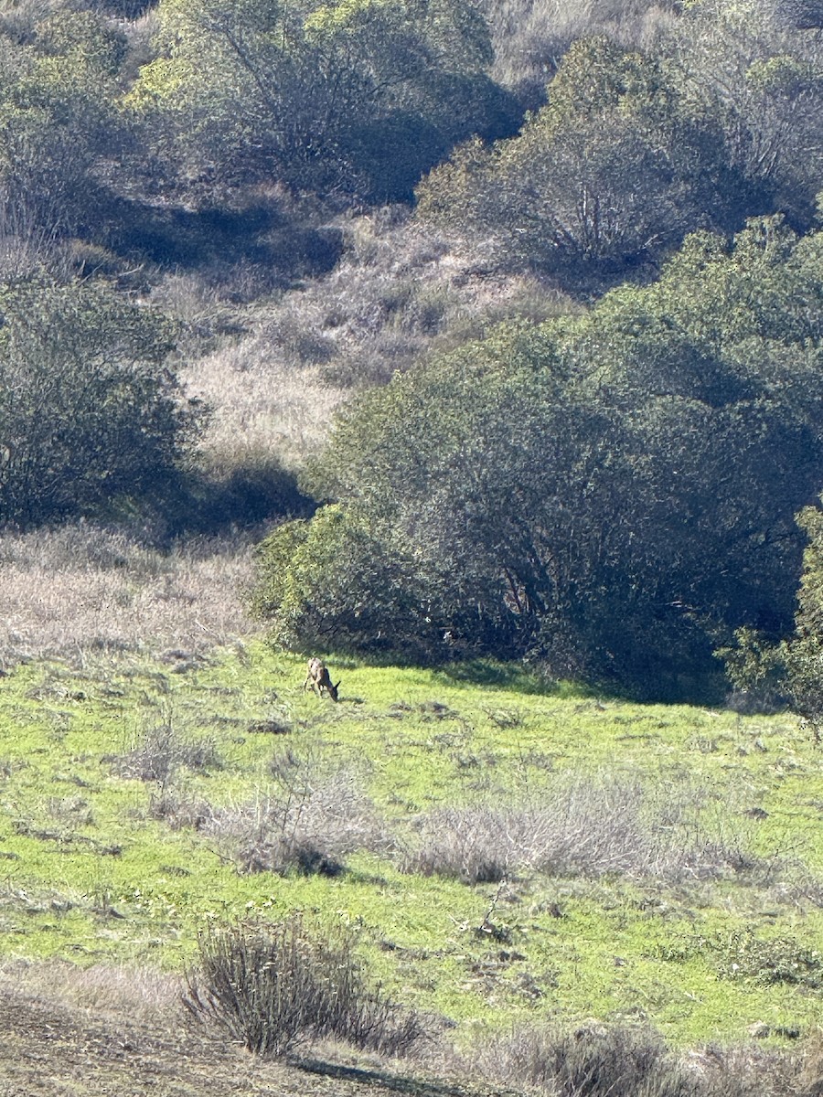 California Mule Deer - ML645763497