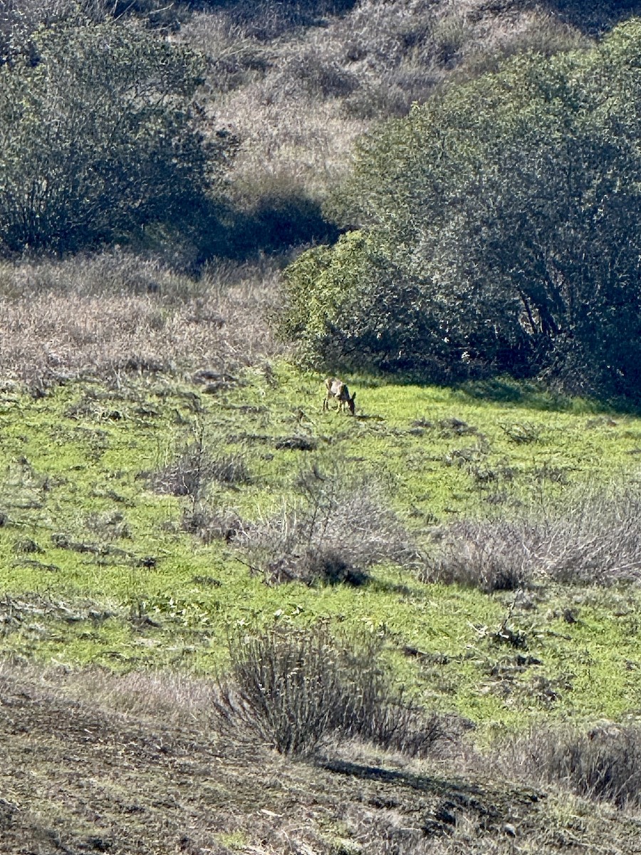California Mule Deer - ML645763498