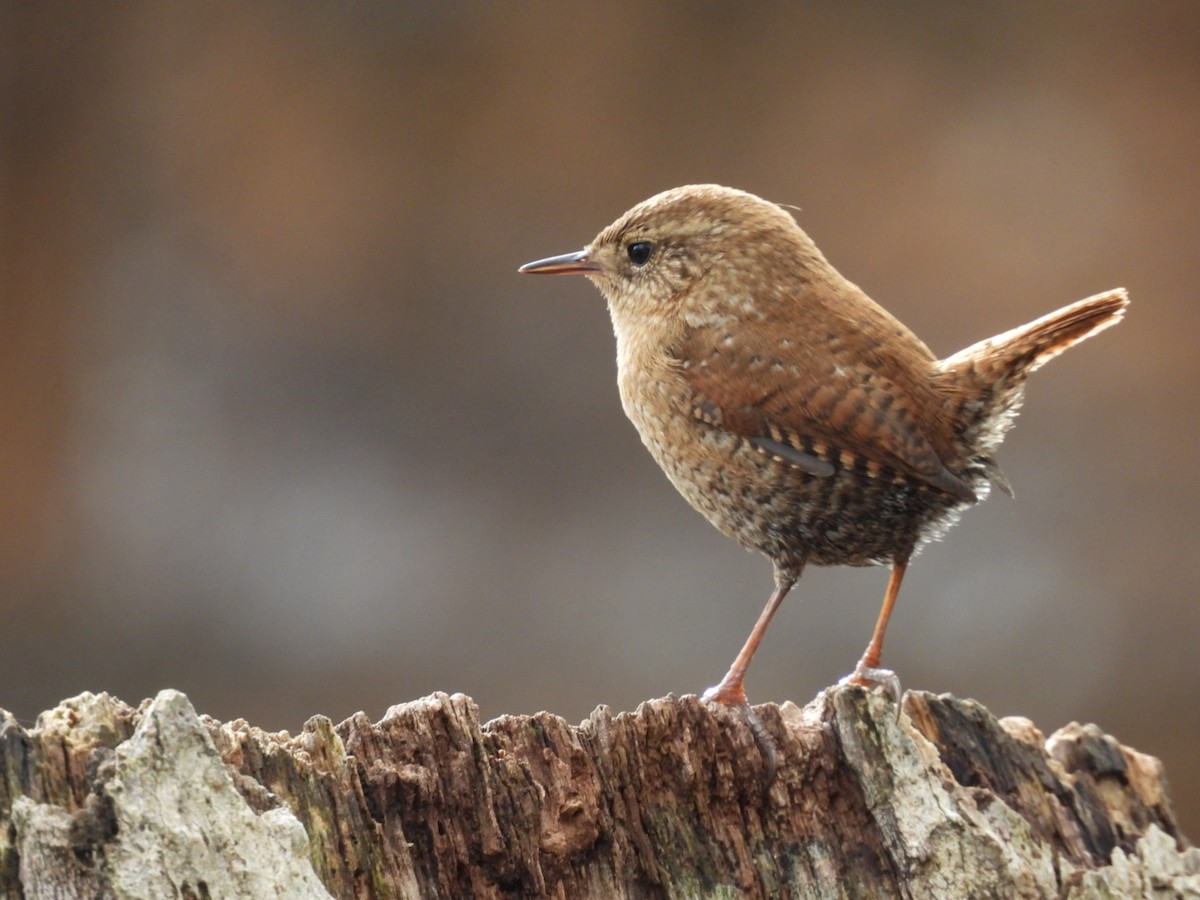 Orman Çıtkuşu - ML645763499