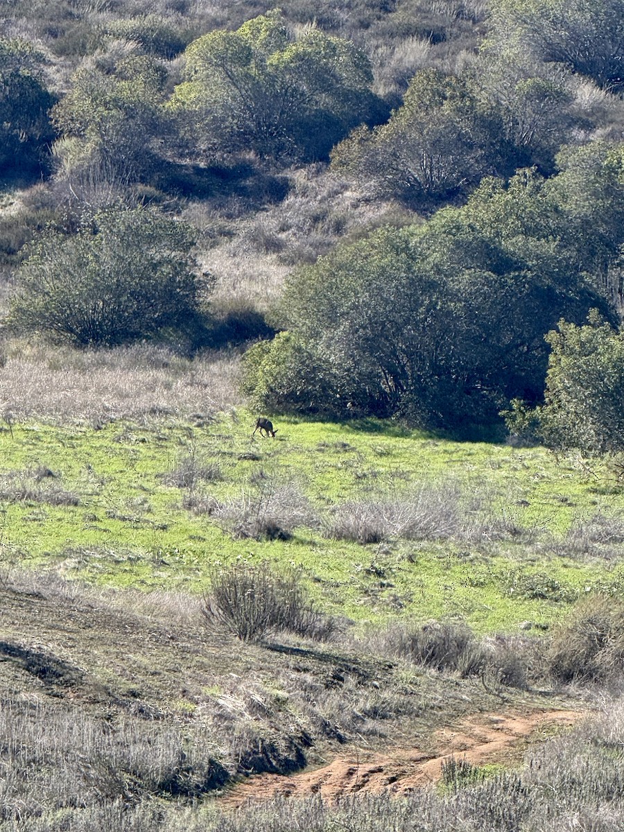 California Mule Deer - ML645763500
