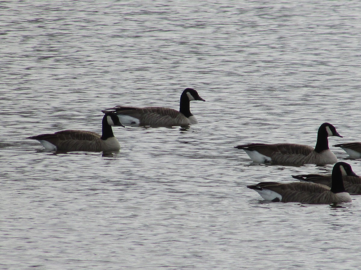 Gıdaklayan Kaz - ML645763501