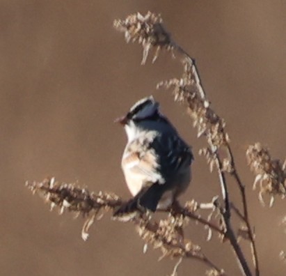 Porsuk Serçesi - ML645763504