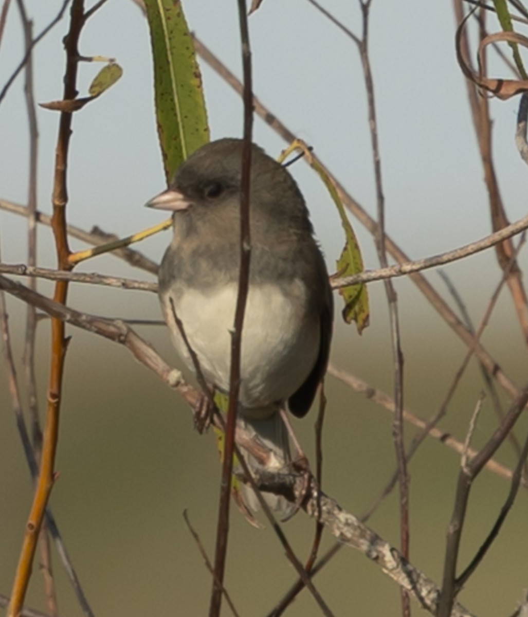 Kara Gözlü Junko - ML645763507