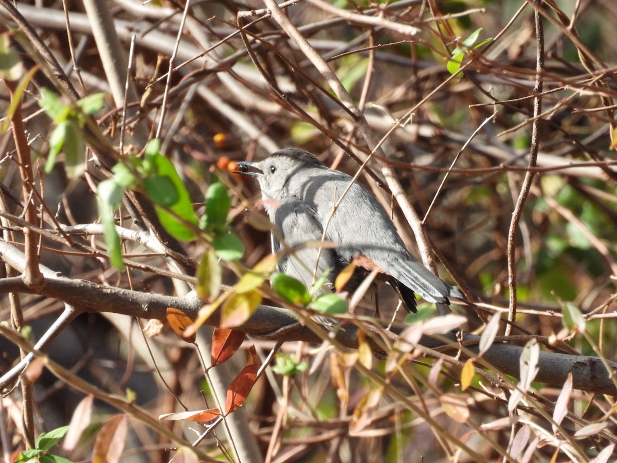 Gri Kedikuşu - ML645763508