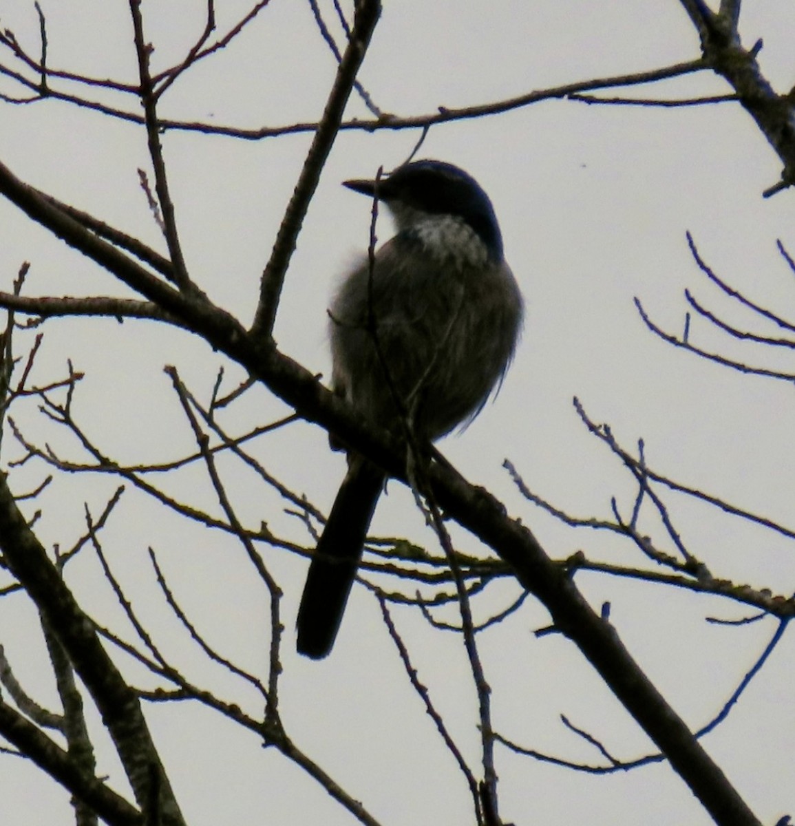 California Scrub-Jay - ML645763520
