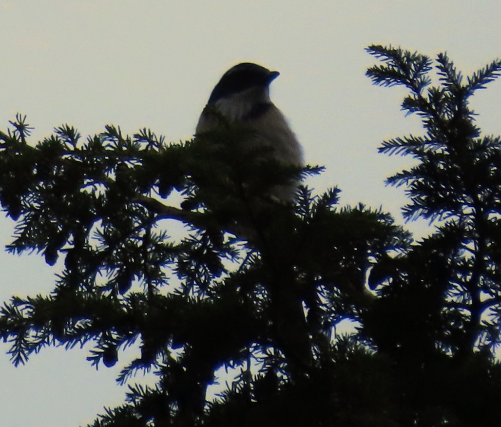 California Scrub-Jay - ML645763521