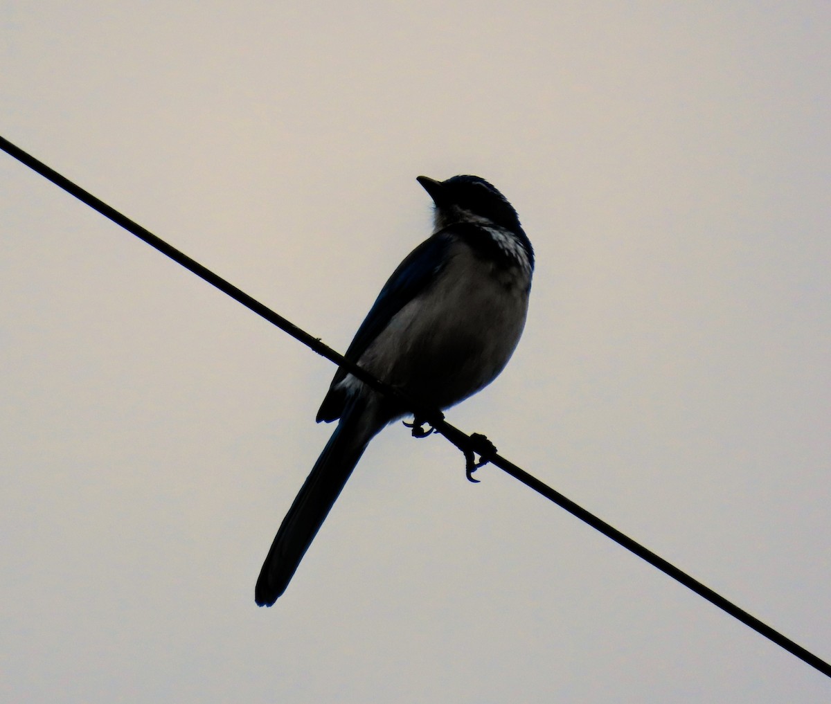 California Scrub-Jay - ML645763522