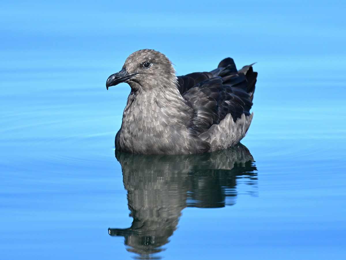 オオトウゾクカモメ - ML645763538