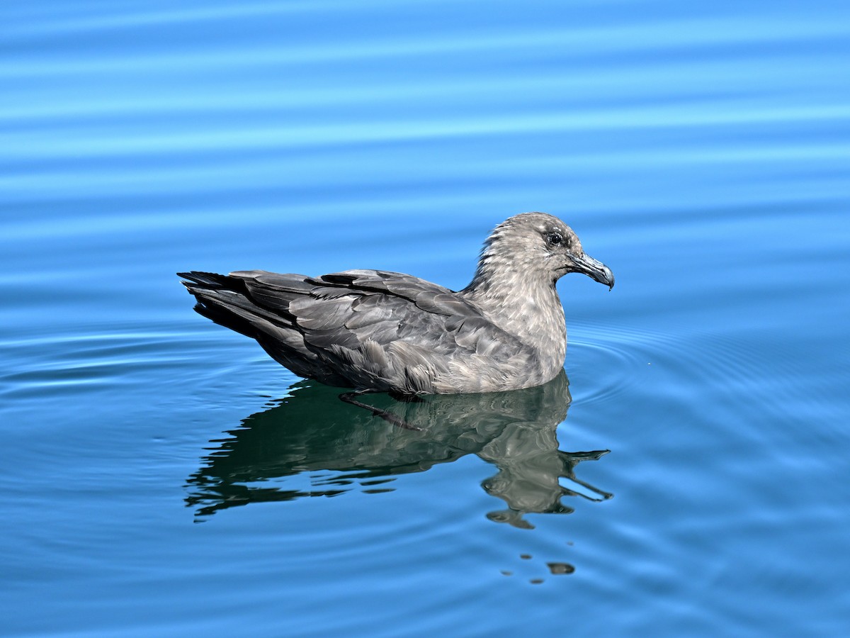 オオトウゾクカモメ - ML645763539