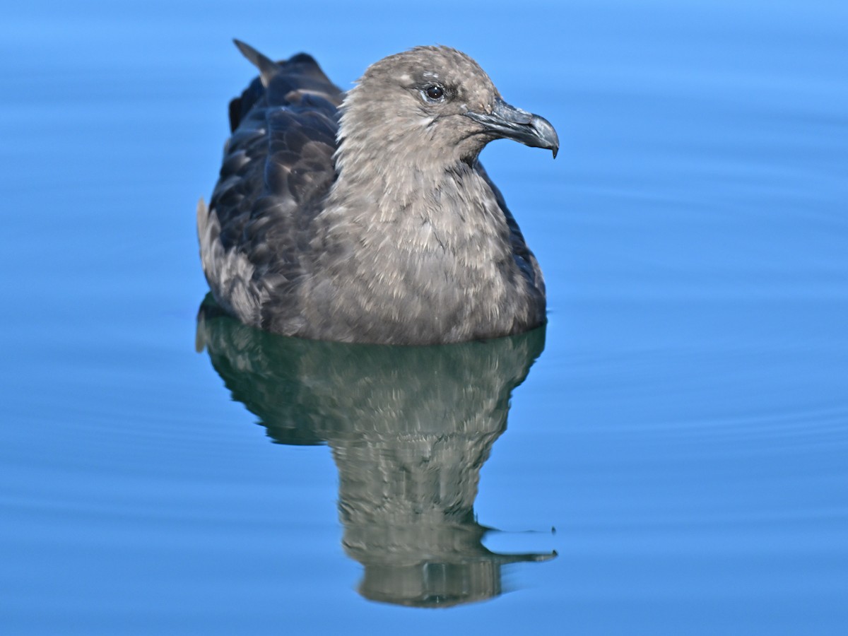 オオトウゾクカモメ - ML645763540