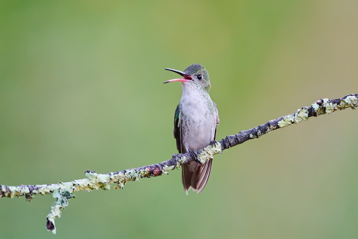 Green-and-white Hummingbird - ML645763543