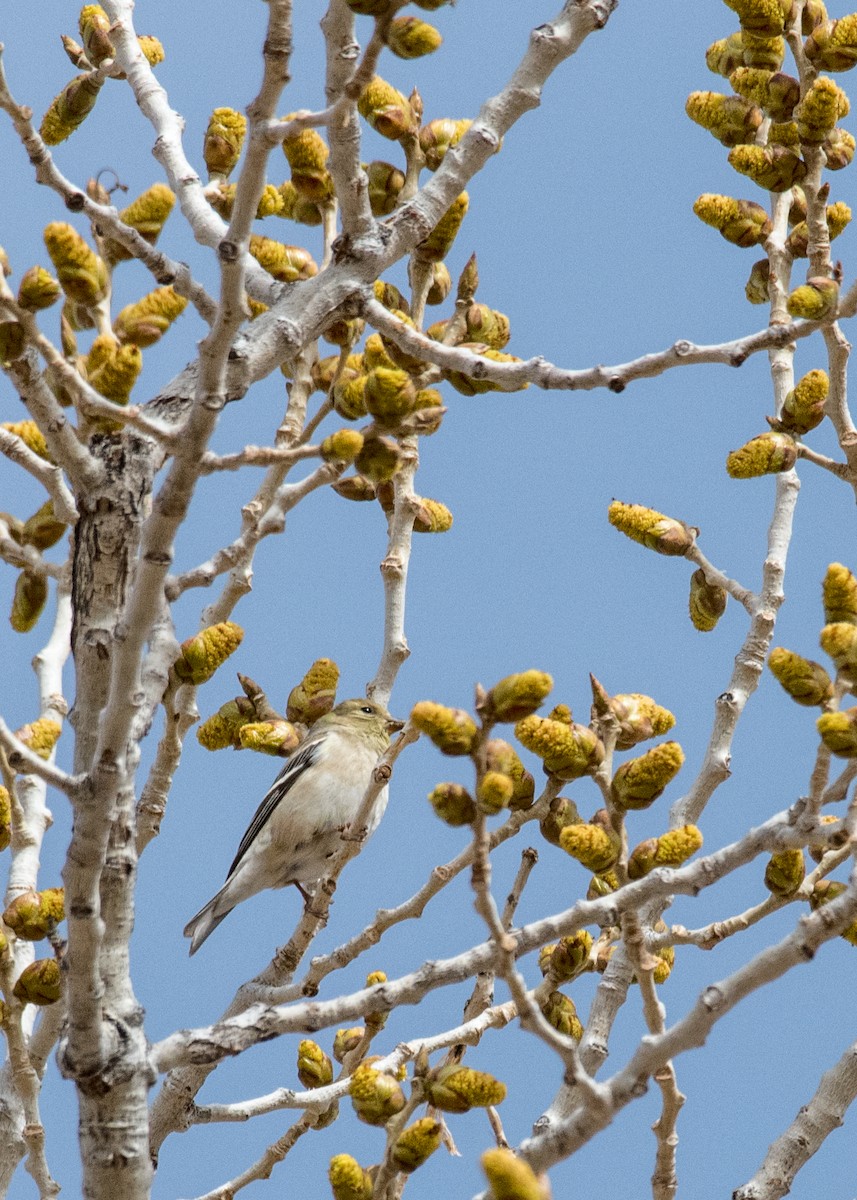 American Goldfinch - ML645763544