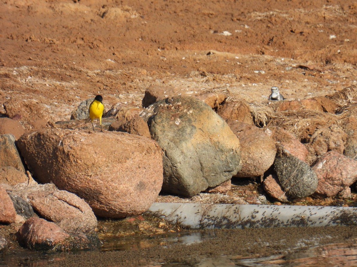 Western Yellow Wagtail - ML645763545