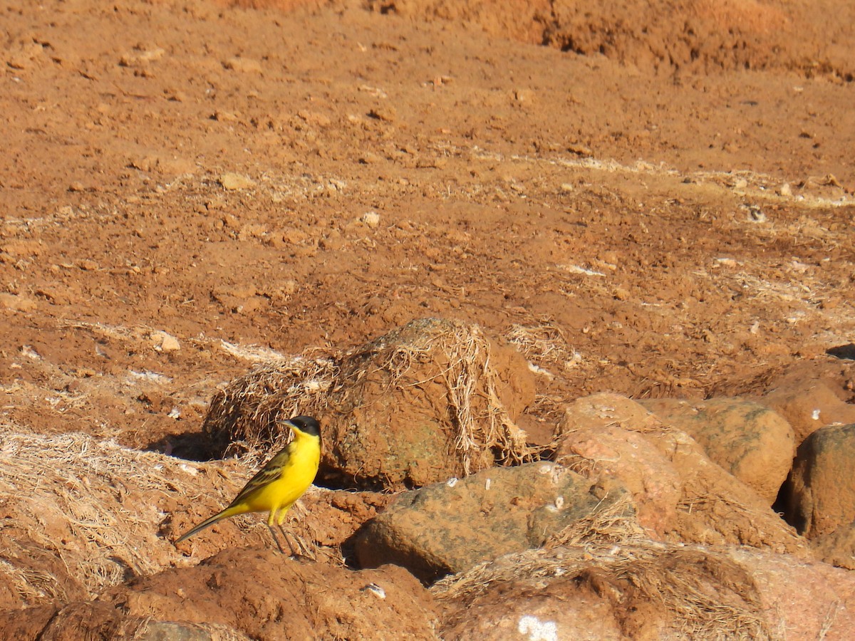 Western Yellow Wagtail - ML645763546