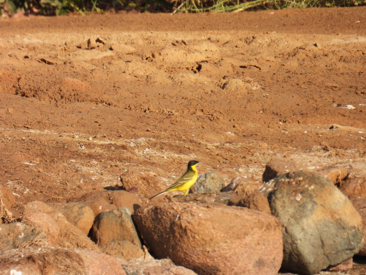 Western Yellow Wagtail - ML645763547