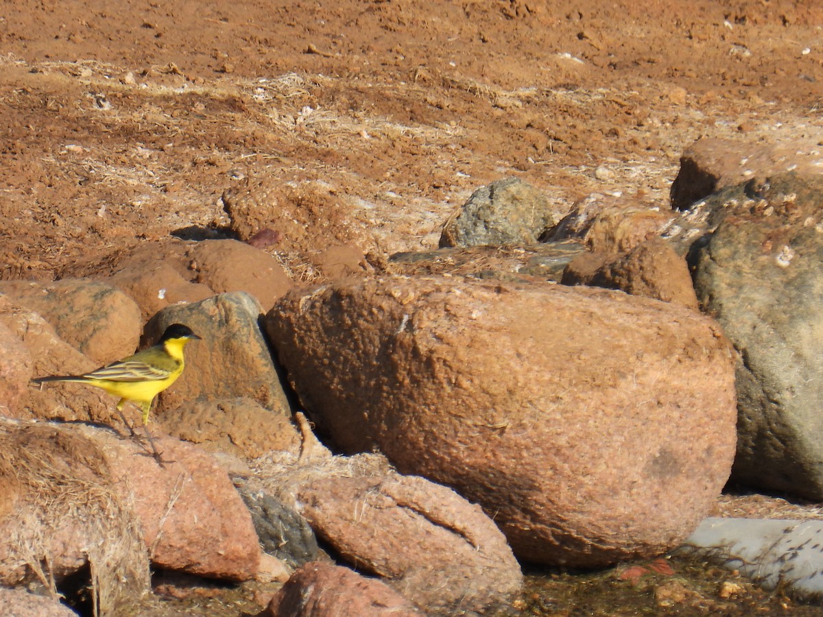 Western Yellow Wagtail - ML645763548
