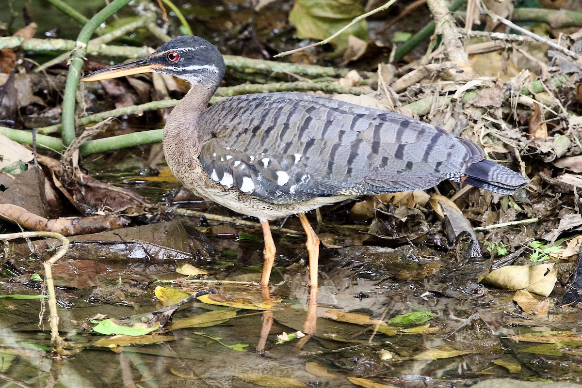Sunbittern - ML645763549