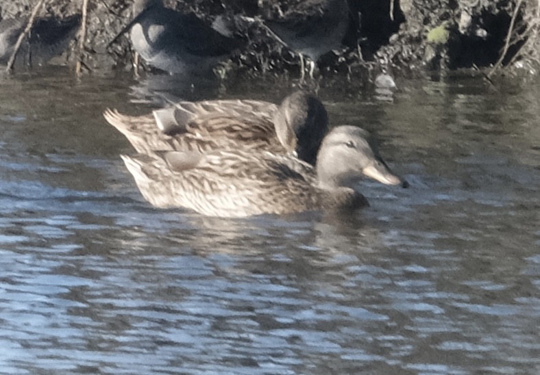 Gadwall - ML645763550