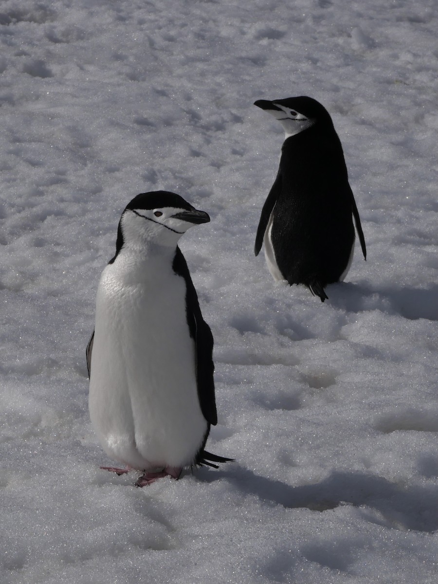 Chinstrap Penguin - ML645763551