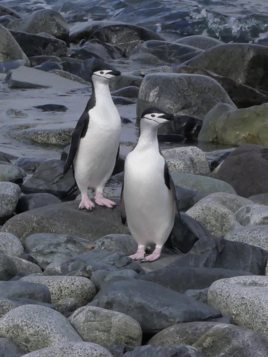 Chinstrap Penguin - ML645763552