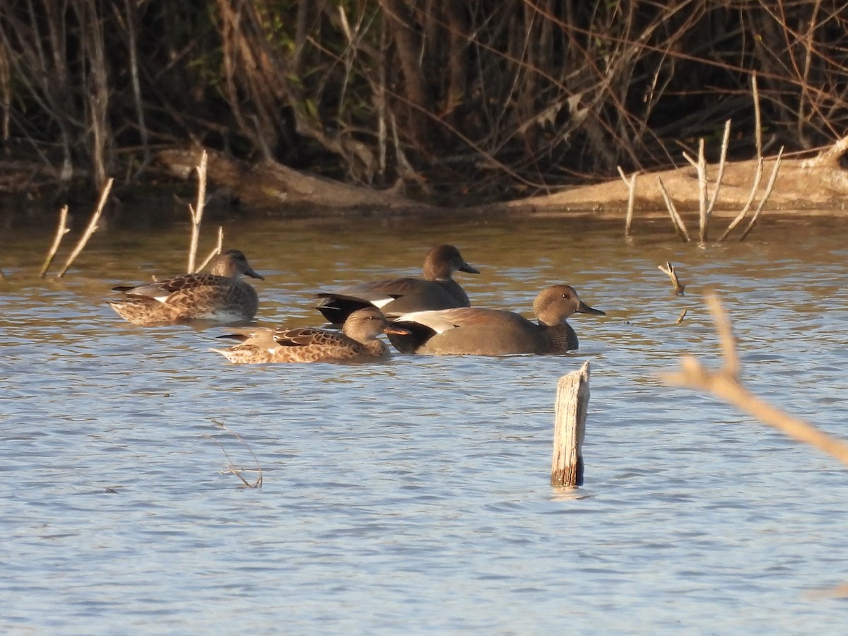 Gadwall - ML645763555