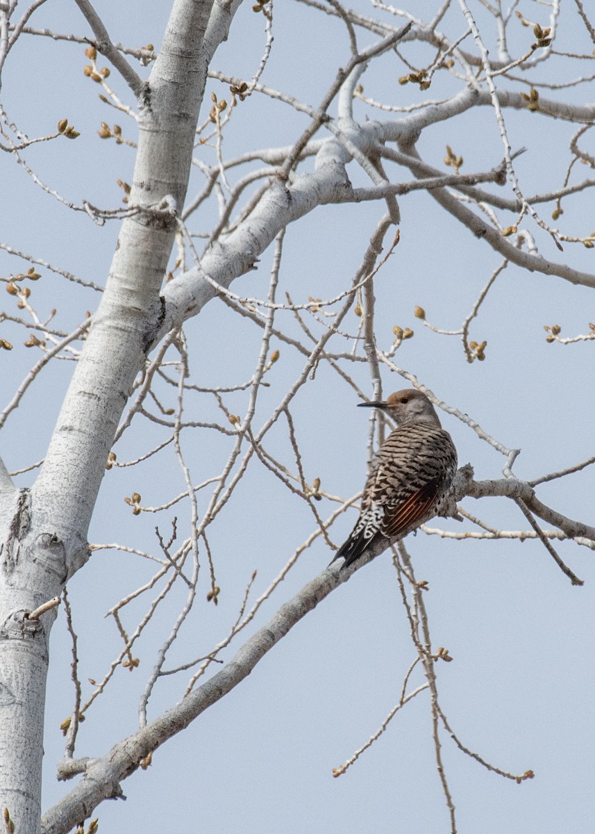 Northern Flicker - ML645763556