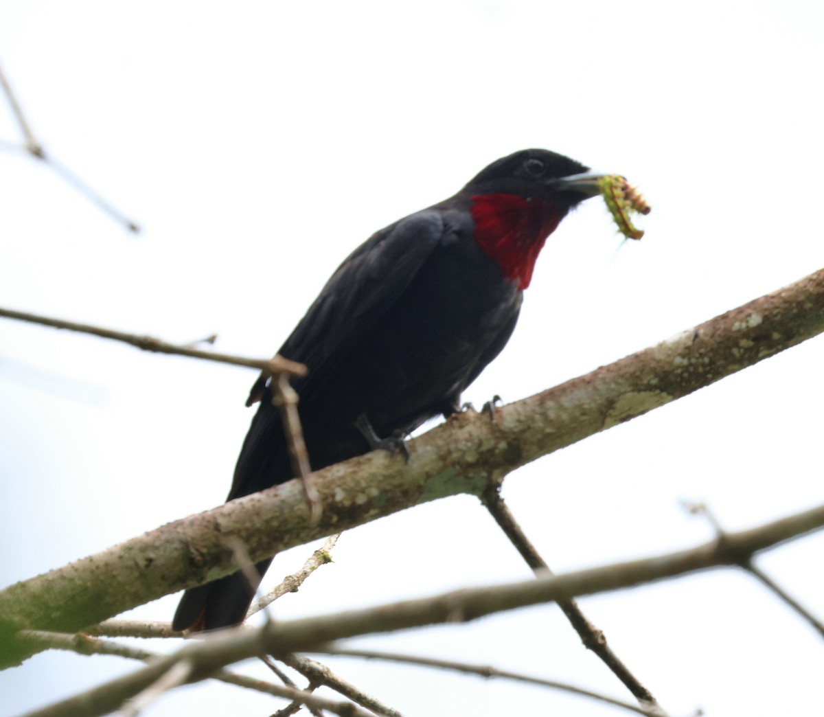 Purple-throated Fruitcrow - ML645763557