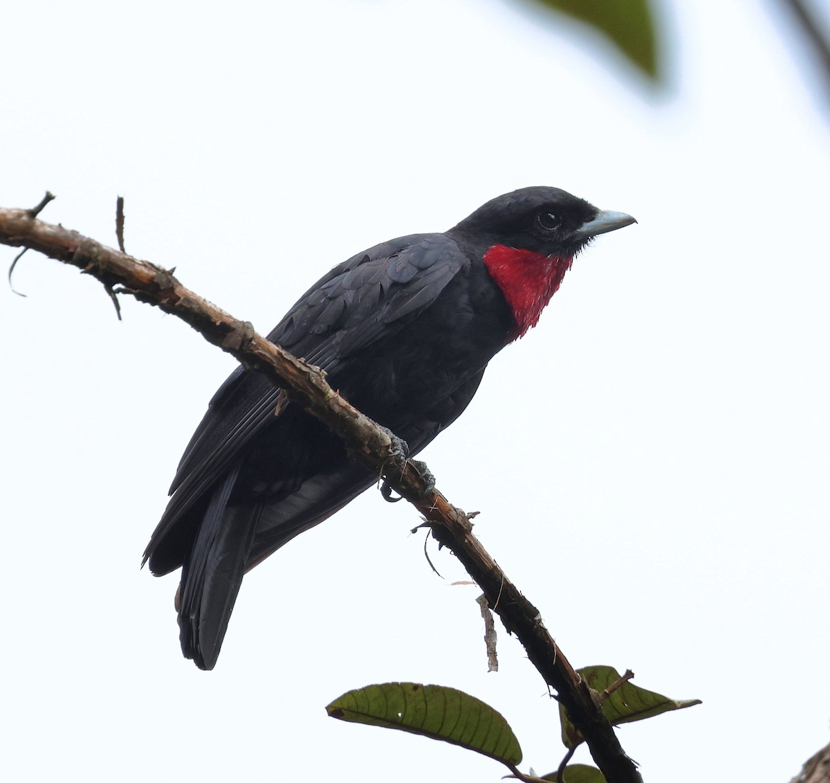 Purple-throated Fruitcrow - ML645763558