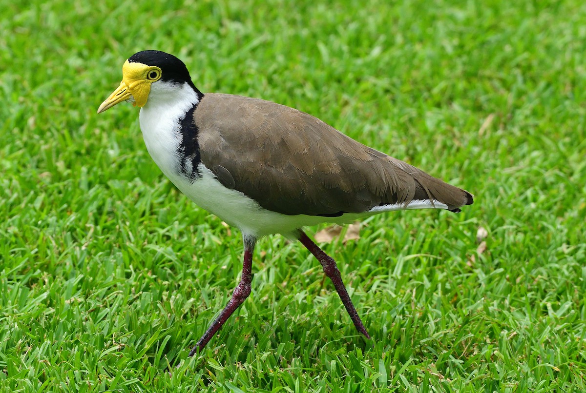 Hegabera maskaraduna - ML645763559