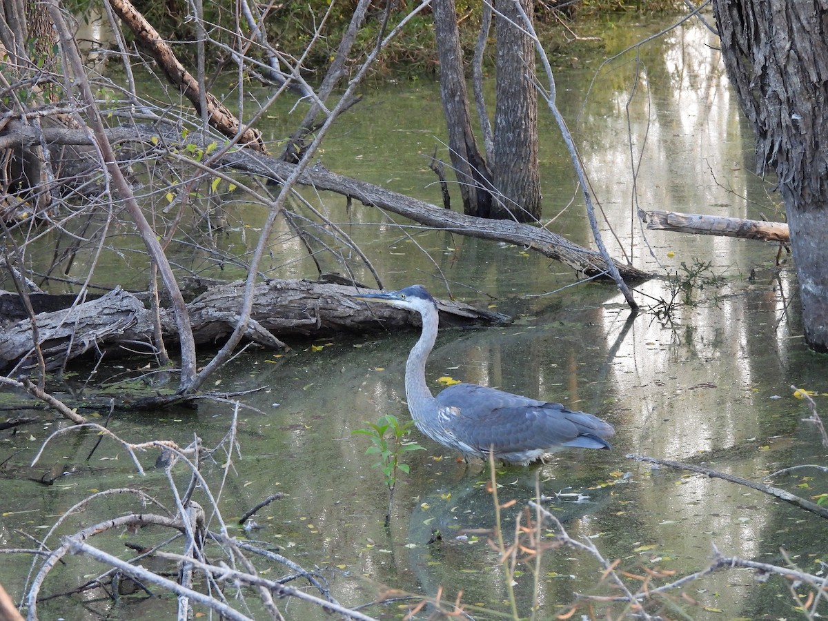Great Blue Heron (Great Blue) - ML645763561