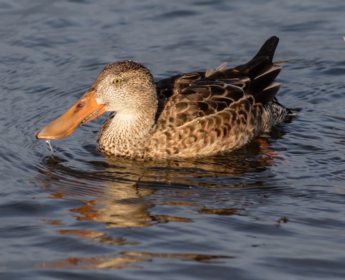 Northern Shoveler - ML645763567