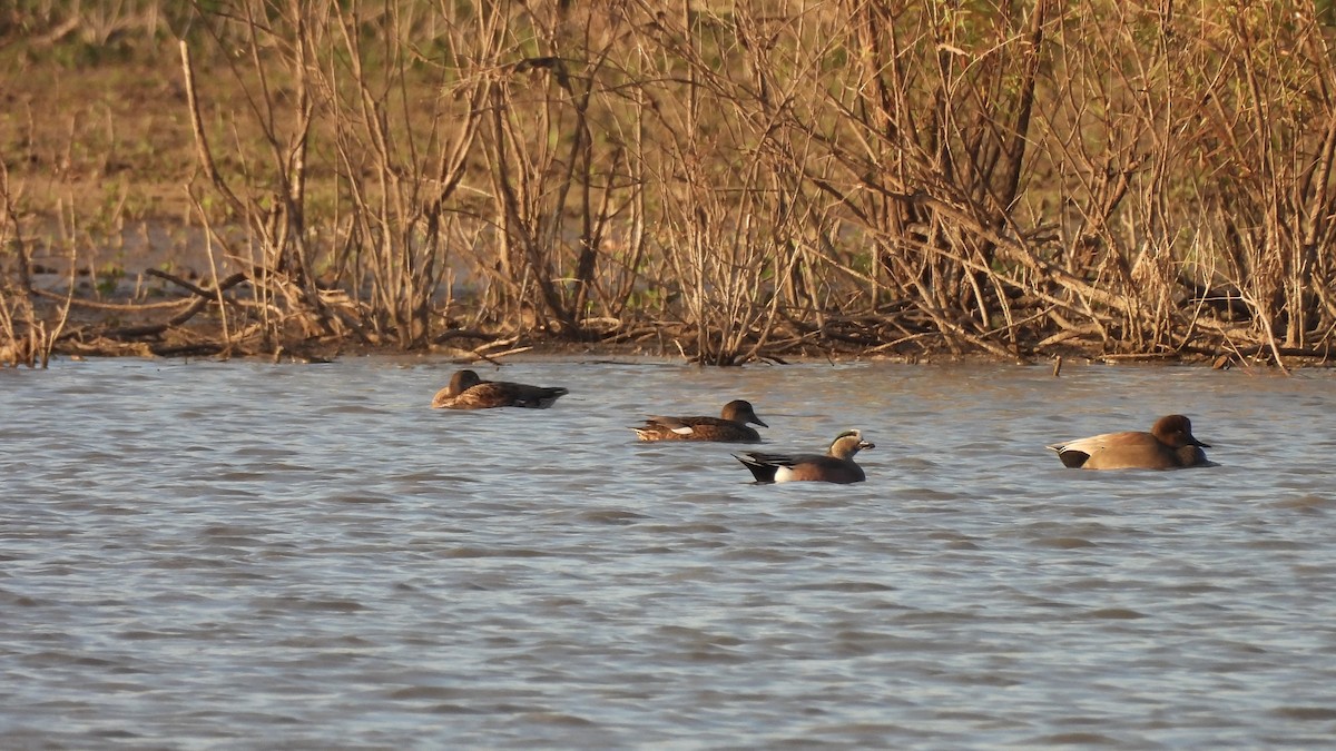 American Wigeon - ML645763568
