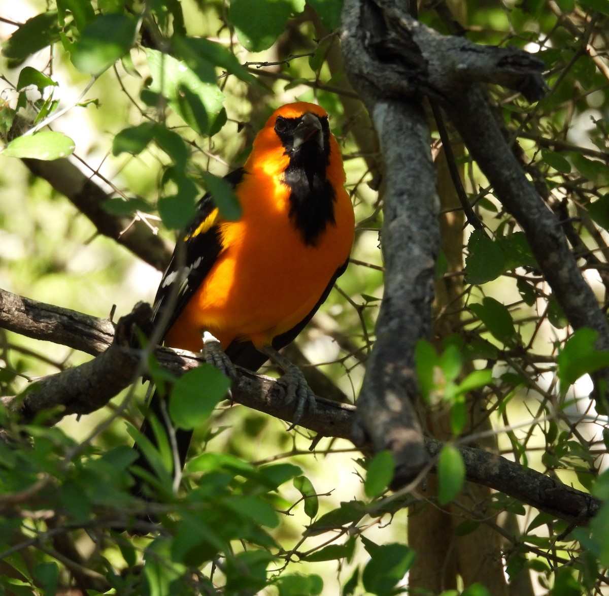 Altamira Oriole - ML645763569