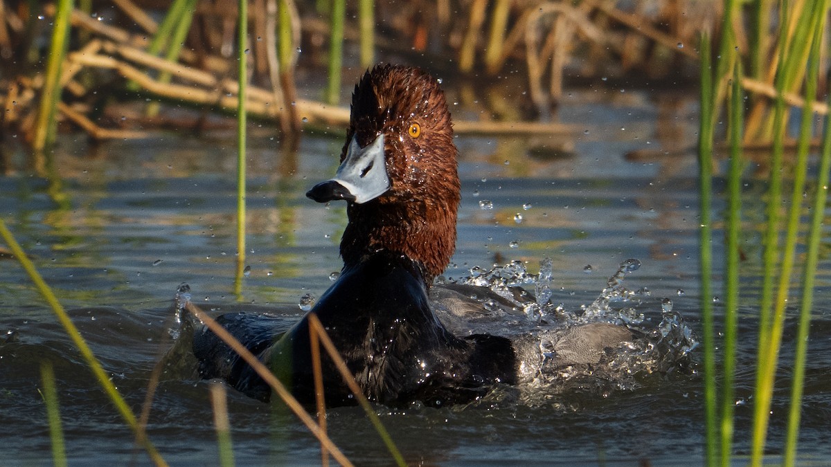 Redhead - ML645763570