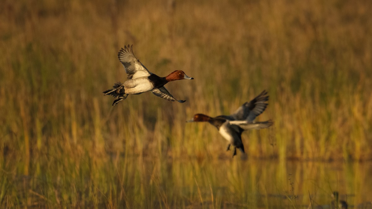 Redhead - ML645763572