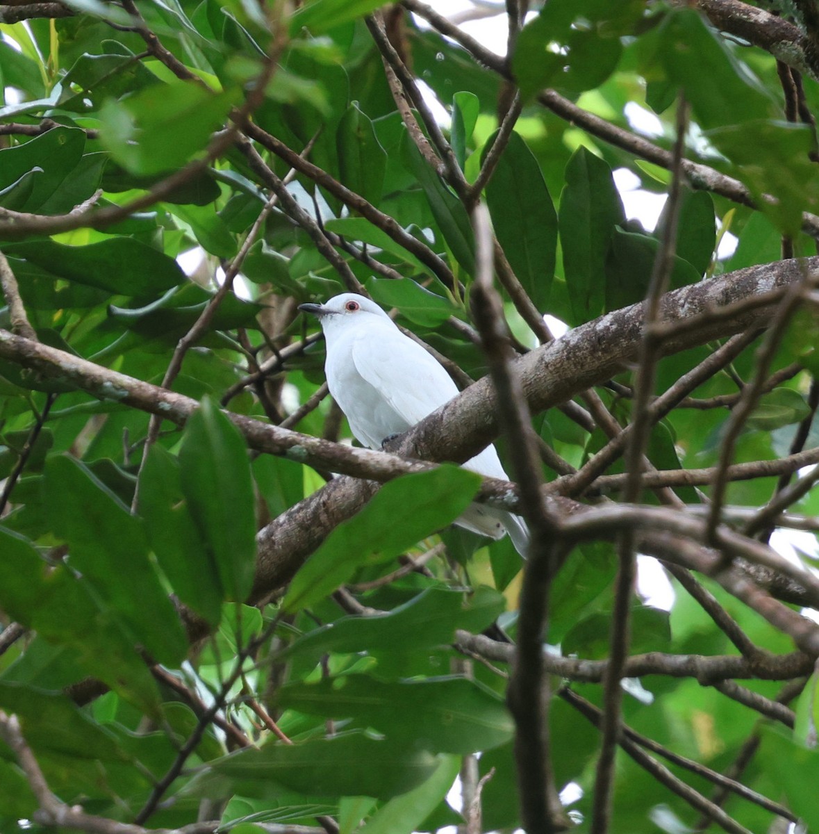 Black-tipped Cotinga - ML645763574