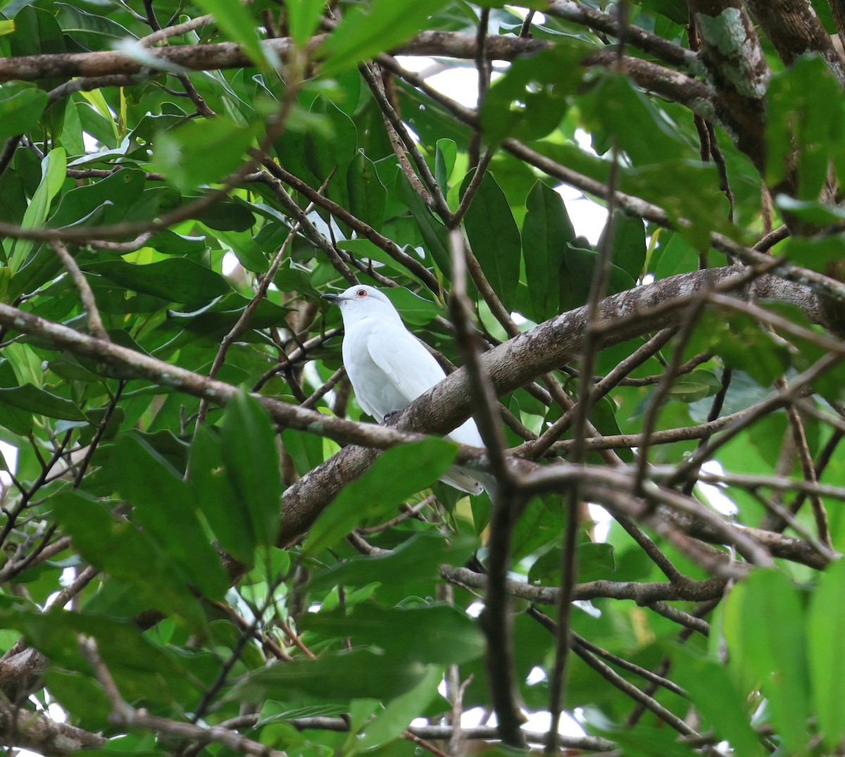 Black-tipped Cotinga - ML645763575