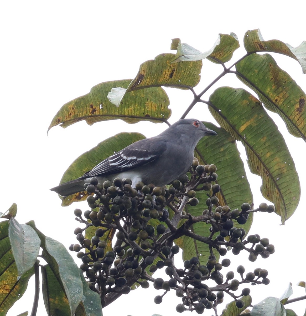 Black-tipped Cotinga - ML645763576