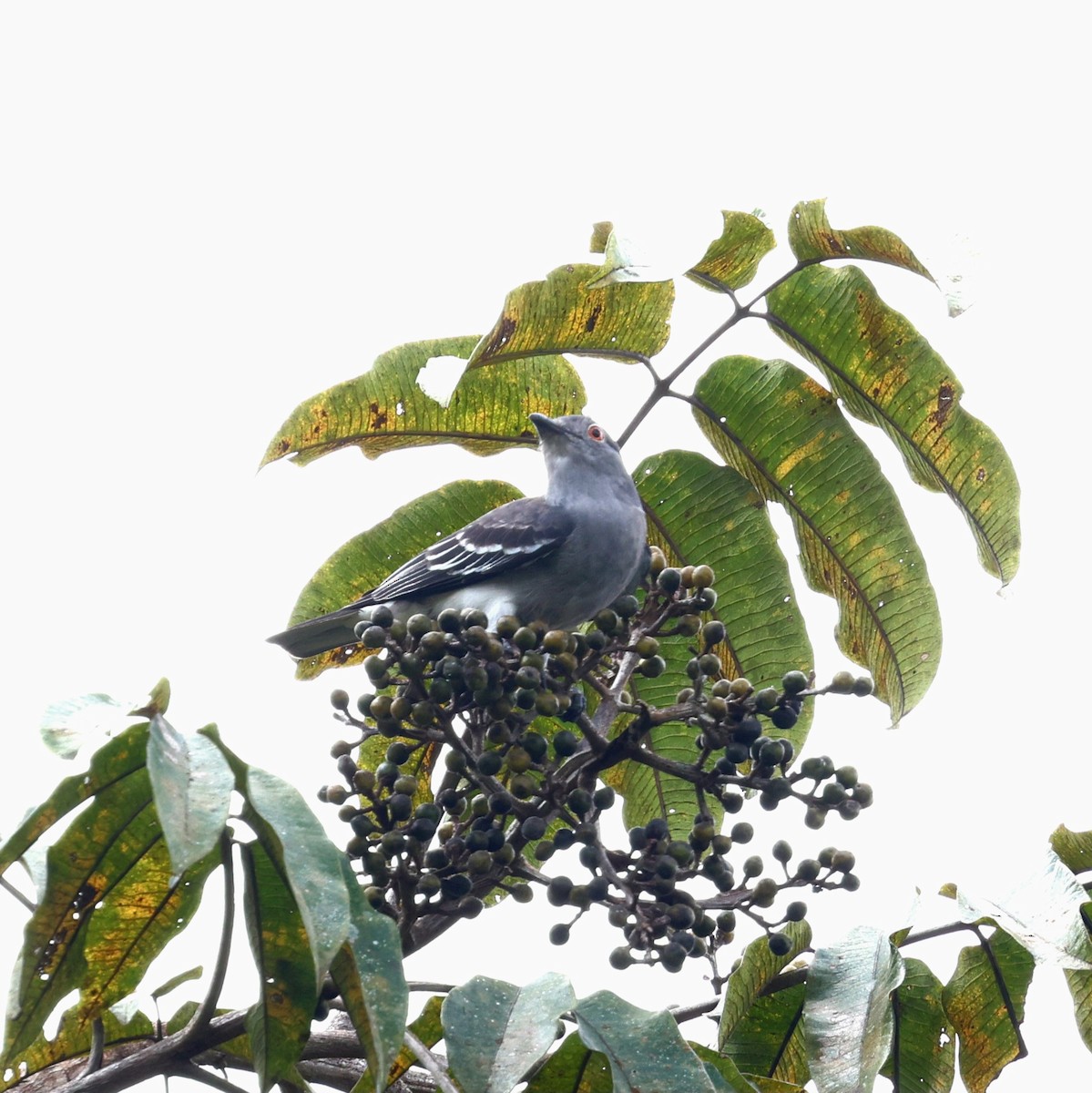 Black-tipped Cotinga - ML645763577
