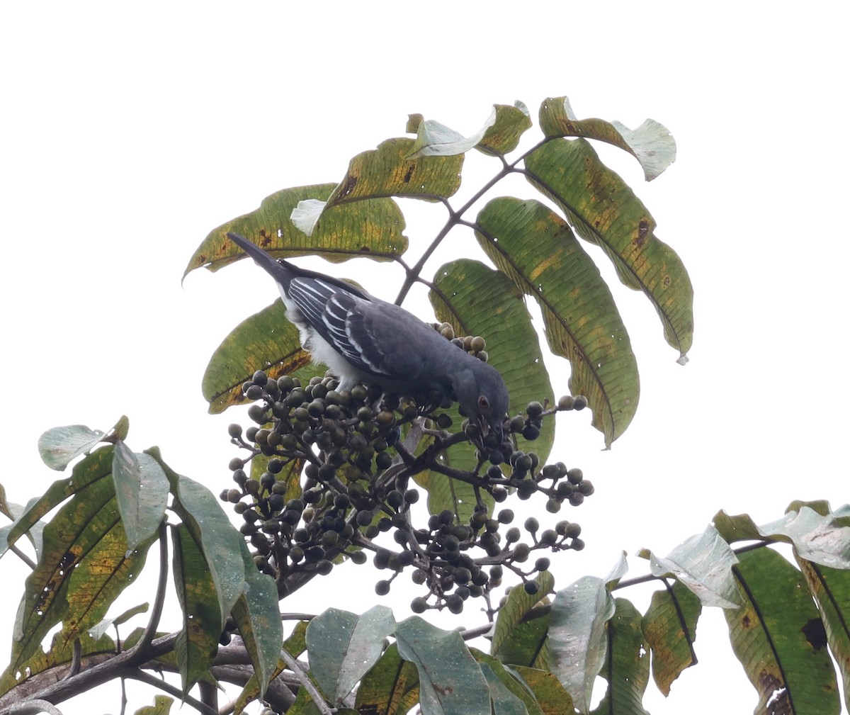 Black-tipped Cotinga - ML645763578