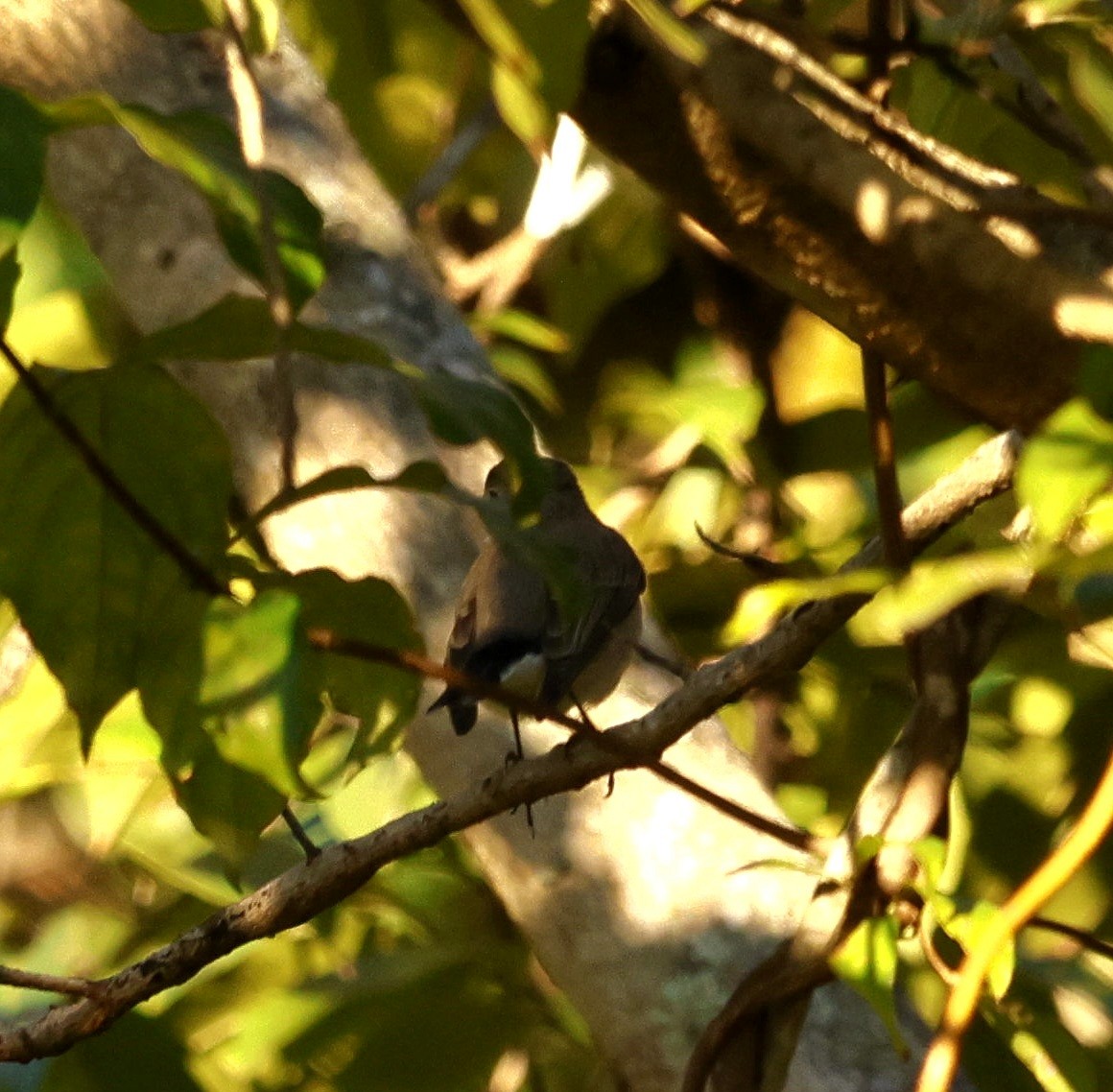 Taiga Flycatcher - ML645763580