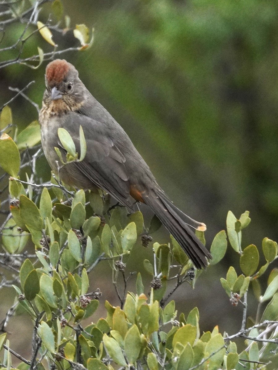 Canyon Towhee - ML645763581