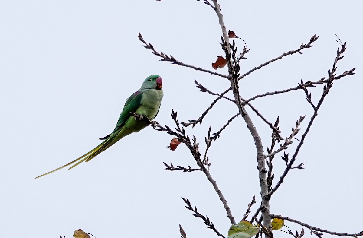 Alexandrine Parakeet - ML645763582