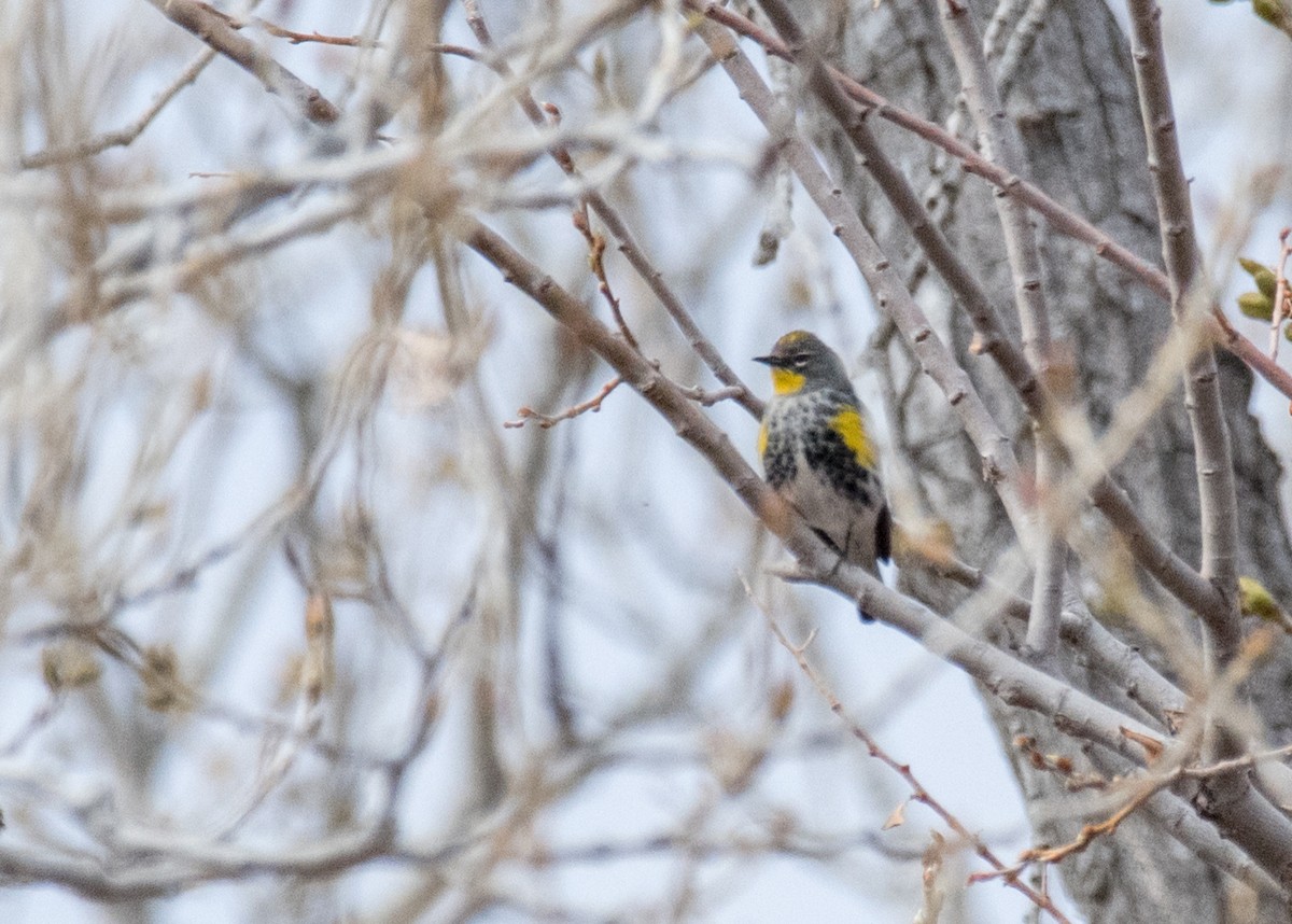 Yellow-rumped Warbler (Audubon's) - ML645763584